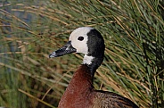White faced tree Duck