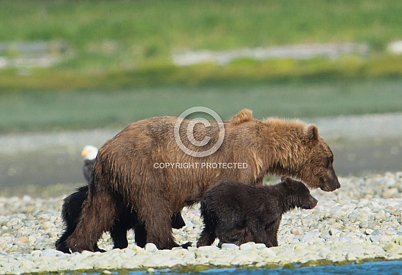 Wild brown bear