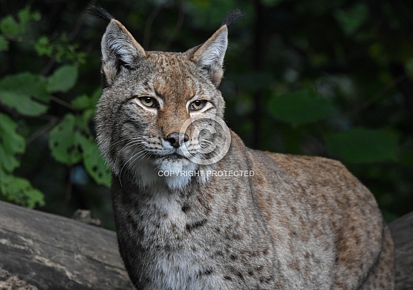 Eurasian Lynx