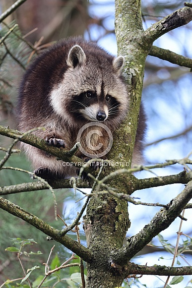 Raccoon (Procyon lotor)