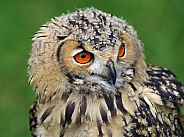 Young Indian Eagle Owl