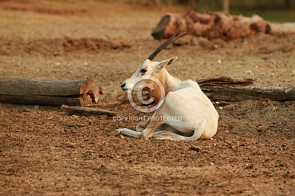 Scimitar-horned Oryx Scimitar-horned Oryx