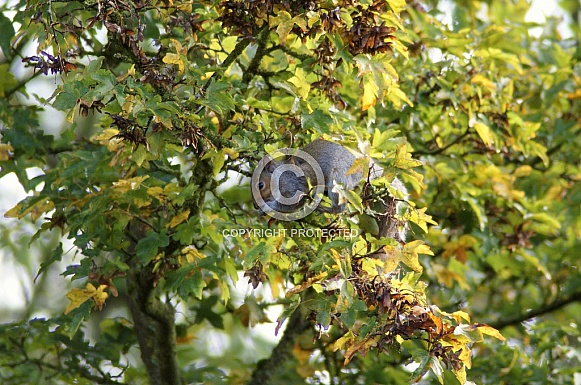 Grey Squirrel Grey Squirrel