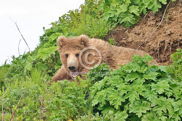 Brown Bear Cub Brown Bear Cub
