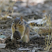 Chipmunk