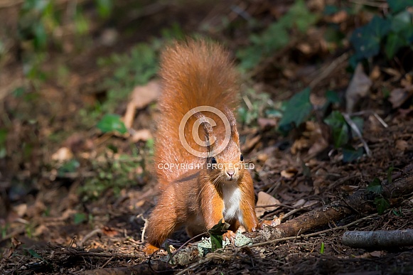 Red Squirrel Red Squirrel