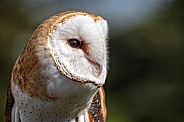 Barn Owl--Barn Owl Closeup