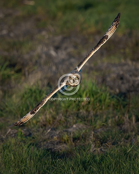 Short-Eared Owl Short-Eared Owl