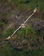 Short-Eared Owl