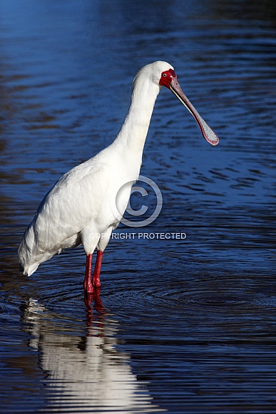 African Spoonbill - Okavango Delta - Botswana African Spoonbill - Okavango Delta - Botswana