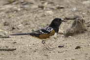 A Spotted Towhee in Arizona