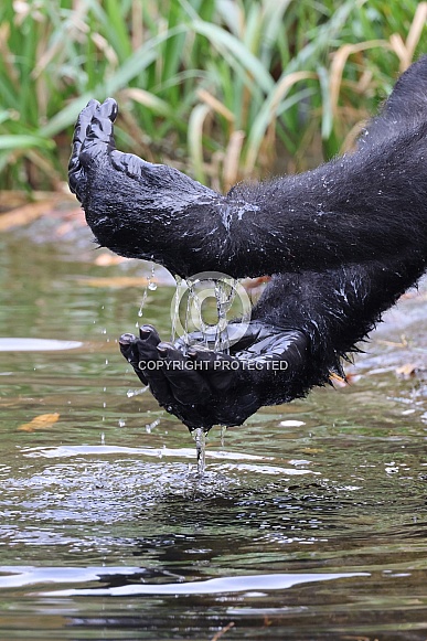 Western Lowland Gorilla (Gorilla Gorilla Gorilla)