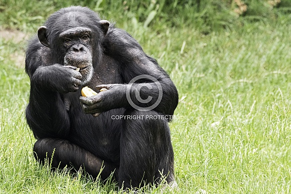 Chimpanzee Full Body Sitting Up Eating