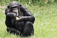 Chimpanzee Full Body Sitting Up Eating