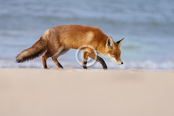 Red fox and cubs
