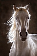 Andalusian Horse--Magical Perlino