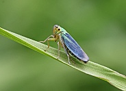 Green Leafhopper