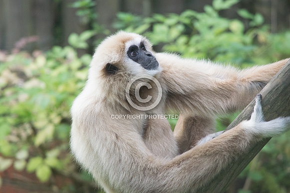 Gibbon