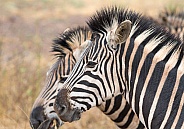 Zebra Kruger RSA