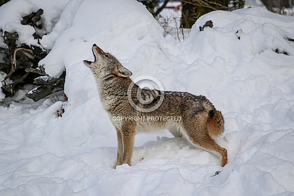 Coyote in winter snow