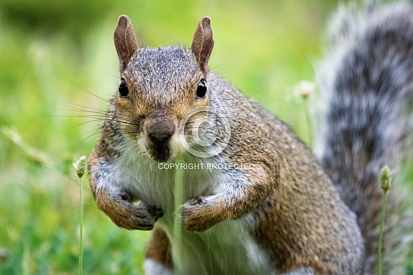 Gray Squirrel