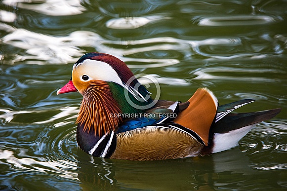 Mandarin Duck