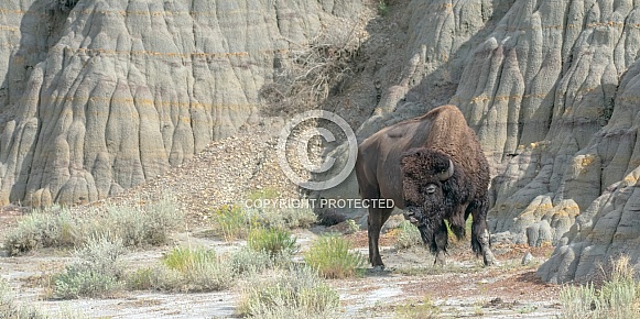 American Bison (bison bison) American Bison (bison bison)