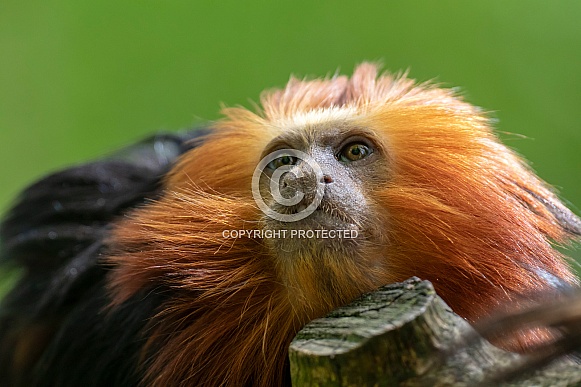 Golden head lion tamarin (Leontopithecus chrysomelas)