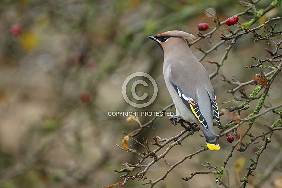 The Bohemian waxwing (Bombycilla garrulus) The Bohemian waxwing (Bombycilla garrulus)