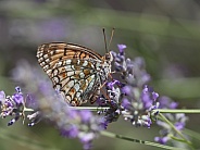 Fritillary Butterfly Profile