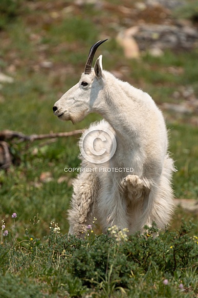 Mountain Goat, Oreamnos Americanus