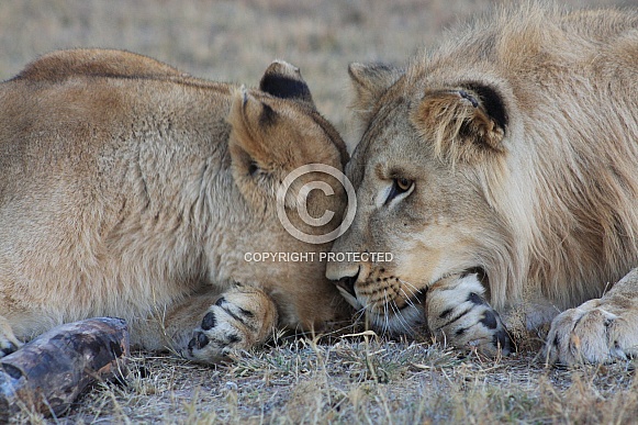 lion