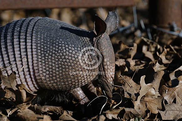 Armadillo in leaves, Texas wildlife