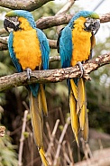 Two Blue and Gold Macaws Full Body and Tail