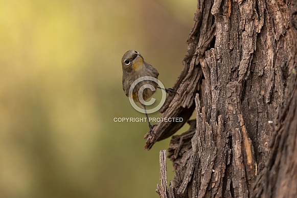 Yellow Rumped Warbler, Setophaga coronata