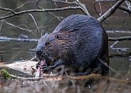 Beaver