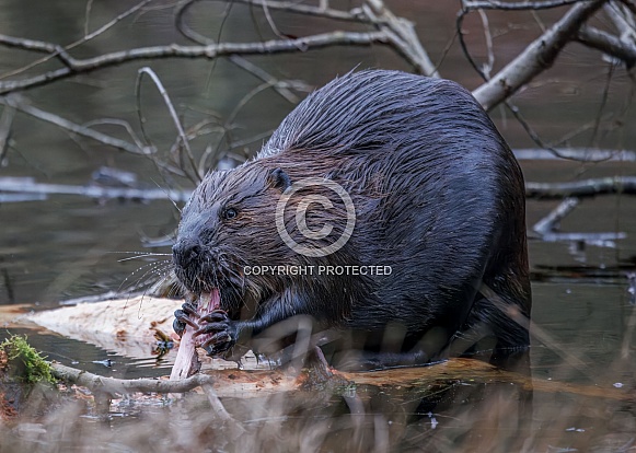 Beaver