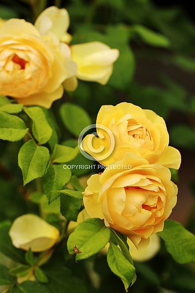 Yellow Roses Yellow Roses