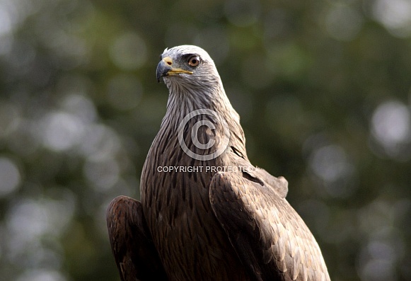 Black Kite