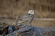 Snowy Owl--Repeat Snowy Owl Visit