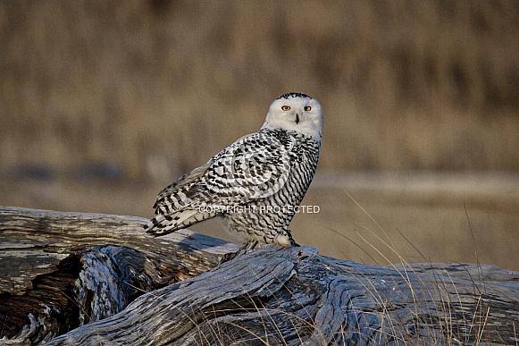 Snowy Owl--Repeat Snowy Owl Visit
