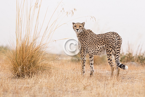 Cheetah