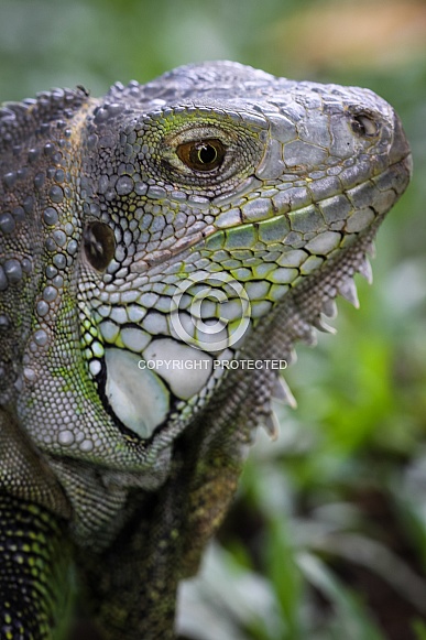 Green Iguana