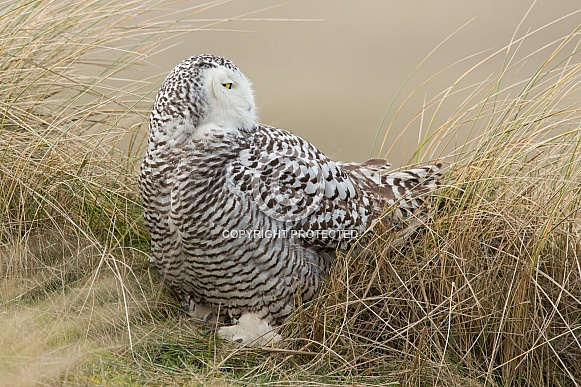 The snowy owl