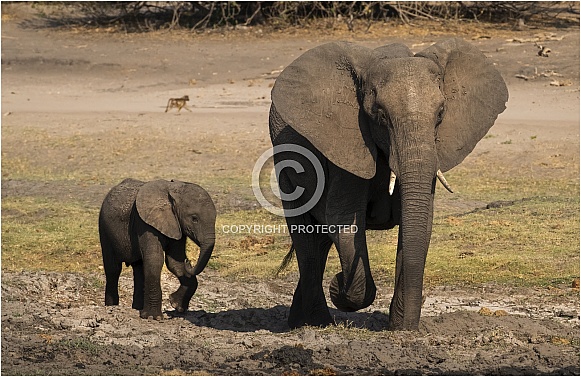 African Elephants