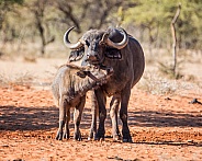 African Buffalo Mother And Calf