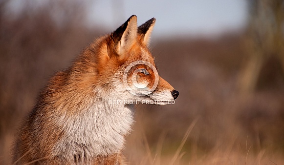 Red Fox Red Fox