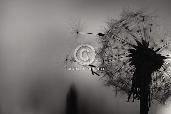 Dandelion