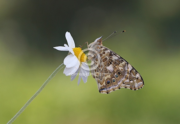 Painted Lady