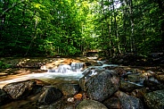 landscape, trees, forest